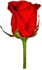 roseleft.jpg - 2224 Bytes
